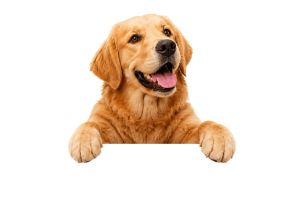Golden Retriever apoiado no card