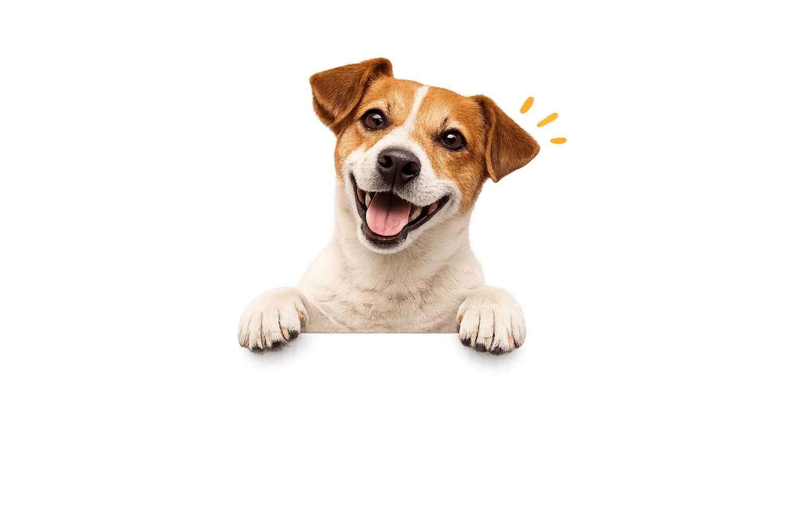 Jack Russell acenando