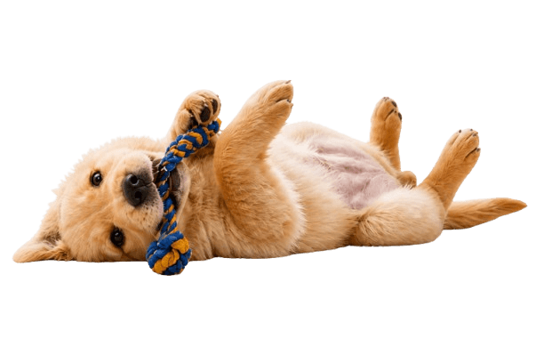 Puppy brincando